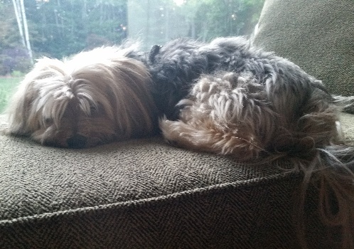 Encouragement to consider what Simba wishes for on near a river.