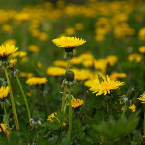 Encouraging you to succeed like a weed on near a river.