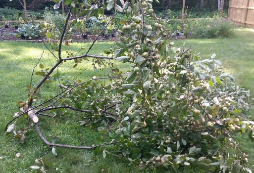 Encouraging to avoid becoming like this tree on near a river.