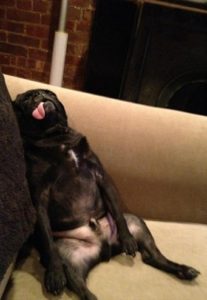Dog after zoo holiday party on near a river. Dog with hangover near a river encouragement