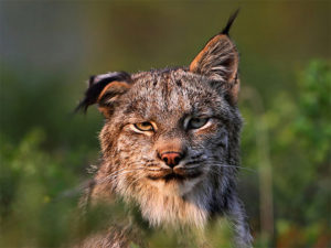 Cat family member after zoo holiday party on near a river. Cat family with hangover near a river encouragement