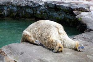 Second polar bear after zoo holiday party on near a river. Second polar bear near a river encouragement