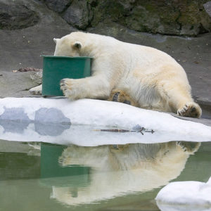 First polar bear after zoo holiday party on near a river. third polar bear near a river encouragement